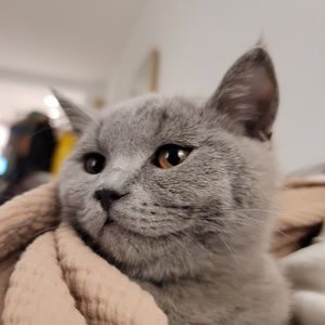 Meet your Posher, Seung